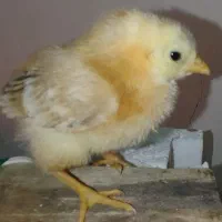 جوجه محلی ۱۶ روزه واکسن خورده