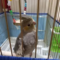 عروس هلندی با قفس|پرنده|بندر کنگان, |دیوار