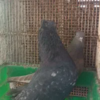 کفتر اراکی و سرور|پرنده|بندرعباس, |دیوار