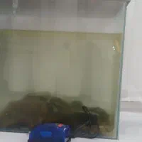 بع فروش میرسد