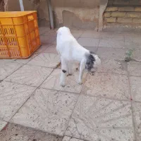 بزغاله نرخوب وسالم خارجی