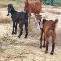 بز پاکستانی جوان