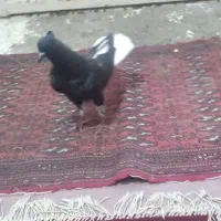 کبوتر