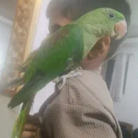 جوجه شاه طوطی|پرنده|صابری, |دیوار