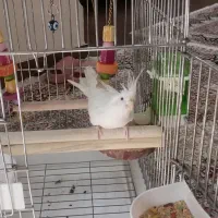 عروس هلندی نر چشم شرابی الوبینو