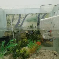 ماهی گوپی مولی