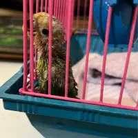 جوجه کوتوله برزیلی تری کالر