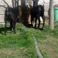 بزشیری|حیوانات مزرعه|مشگین شهر, |دیوار