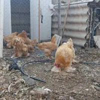 مرغ و خروس برهما|حیوانات مزرعه|بیستون, |دیوار