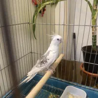 عروس هلندی البینو  دوکت آلبینو نر