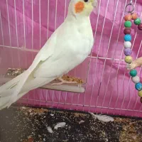 عروس هلندی ماده