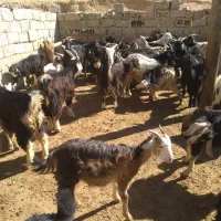 ۲۰راس کهره نرگله ای