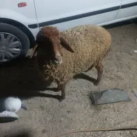 گوسفند|حیوانات مزرعه|هندیجان, |دیوار