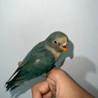 جوجه طوطی برزیلی