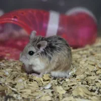 تخفیف ویژه روبروفسکی