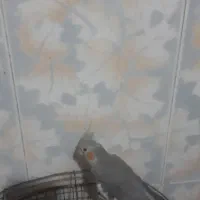 ۵ عددعروس هلندی|پرنده|قم, قلعه کامکار|دیوار