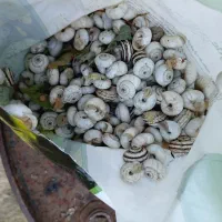 حلزون|خزنده|اردبیل, |دیوار