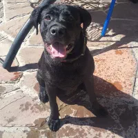 اموزش سگهای خانگی در پردیس|خدمات آموزشی|پردیس, فاز ۲|دیوار