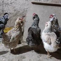 تخم‌مرغ گلین و ریشو|حیوانات مزرعه|شوشتر, |دیوار