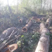 چوب توسکا و اوجا و افرا...|خدمات باغبانی و درختکاری|سنگر, |دیوار