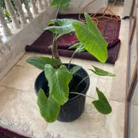 گل بابا آدم