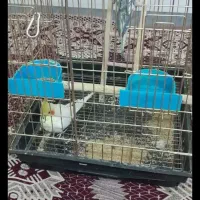 عروس هلندی|پرنده|اراک, |دیوار