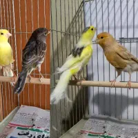 قناری ماده ایزابل،زرد،کبالت