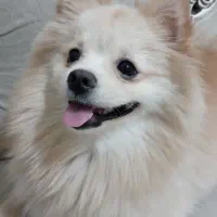 فروش فوری|سگ|رباطکریم, شهرک صنعتی نصیرآباد|دیوار