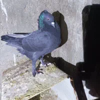 تعداد ۱۳ کبوتر