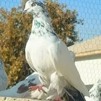 کفتر آس|پرنده|کرج, فاز ۲ مهرشهر|دیوار