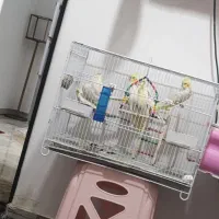 عروس هلندی|پرنده|فریدون‌کنار, |دیوار