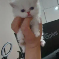گربه ۲.۵ ماهه چشم ابی