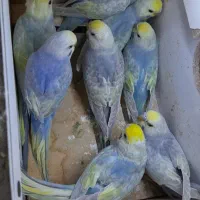 مرغ عشق رینبو با ماده پروانه ای|پرنده|زابل, |دیوار