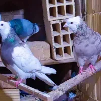 کفتر طوقی خالدار عتیقه|پرنده|سیرجان, |دیوار