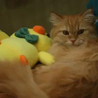 گربهی اصیل خانگی آرام و مهربون