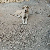 سگ پژدر|سگ|بهار, |دیوار