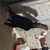 خروس لاری اوشامو در جه یک نسل