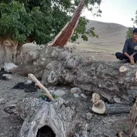 خرید چوب درخت