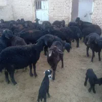 فروش ۸۰راس بره ماده های قره قزل