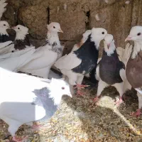 کبوتر طوقی|پرنده|مبارکه, |دیوار
