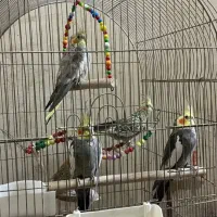 عروس هلندی ۴ماهه