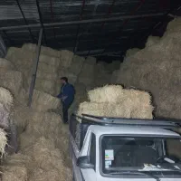 کمل ، کاه شالی (برنج)کُلَش