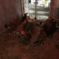 معاوضه مرغ محلی با جوجه غاز