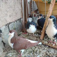 4عددسیاه پوش|پرنده|اقبالیه, |دیوار