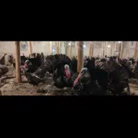بوقلمون برنز ۱۵ روزه تا ۴ ماه
