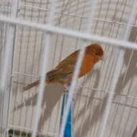 معاوضه (قناری جفت)|موبایل|مرودشت, قانون|دیوار