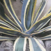 اکاو|گل و گیاه طبیعی|خمام, |دیوار