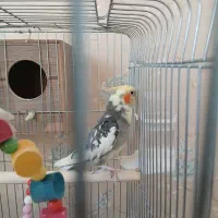 یک جفت عروس هلندی مولد