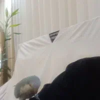 طوطی راهب سخنگو رخ به رخ نر کلام دار ۶ ماهه