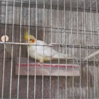 جفت عروس هلندی|پرنده|طاهرگوراب, |دیوار